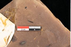 Foto (Detailsansicht) von Quercus palaeoilex Ettingshausen (NHMW-GEO-2024-0188-0884)